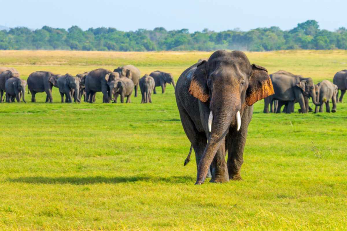Elephant experience in Sri Lanka