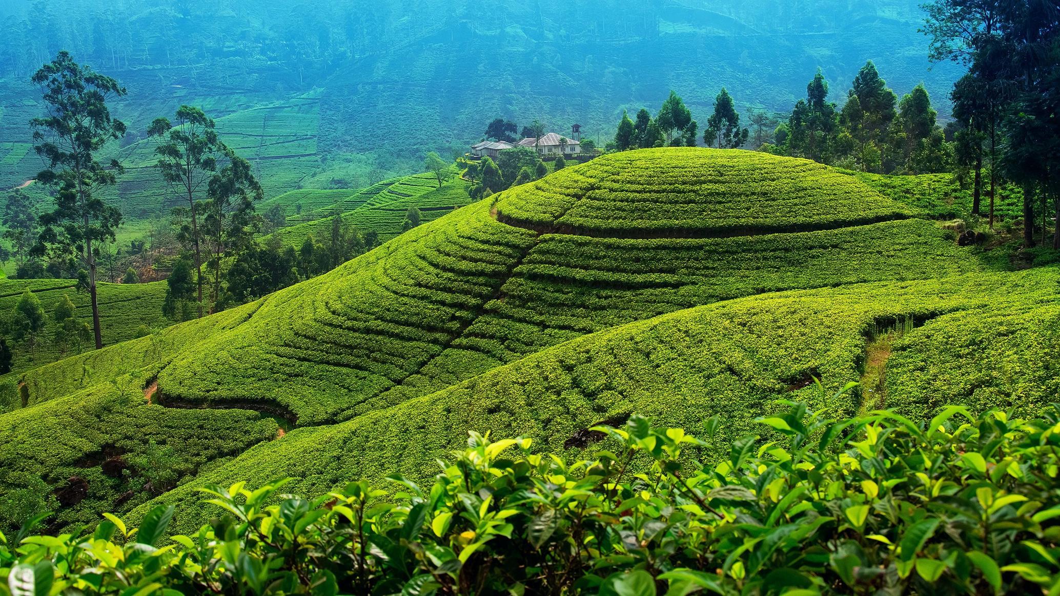 Nuwara Eliya tea country