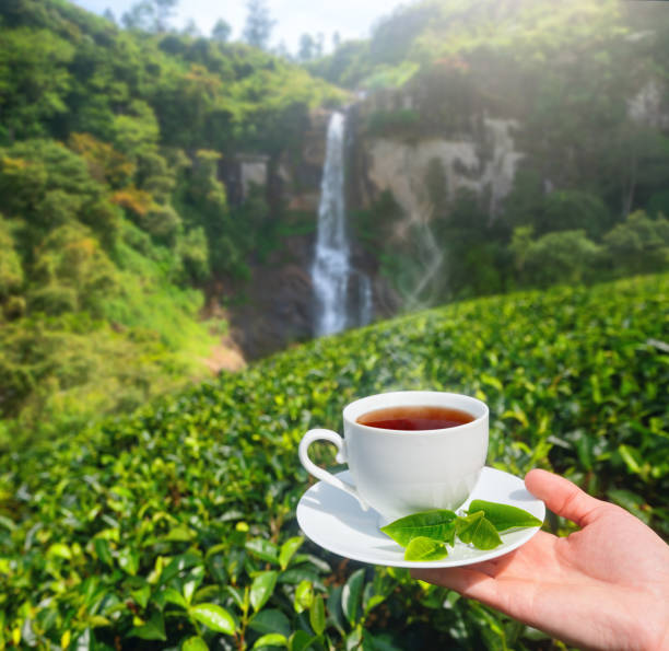 Authentic Sri Lankan tea