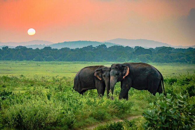 Udawalawe safari scene in Sri Lanka